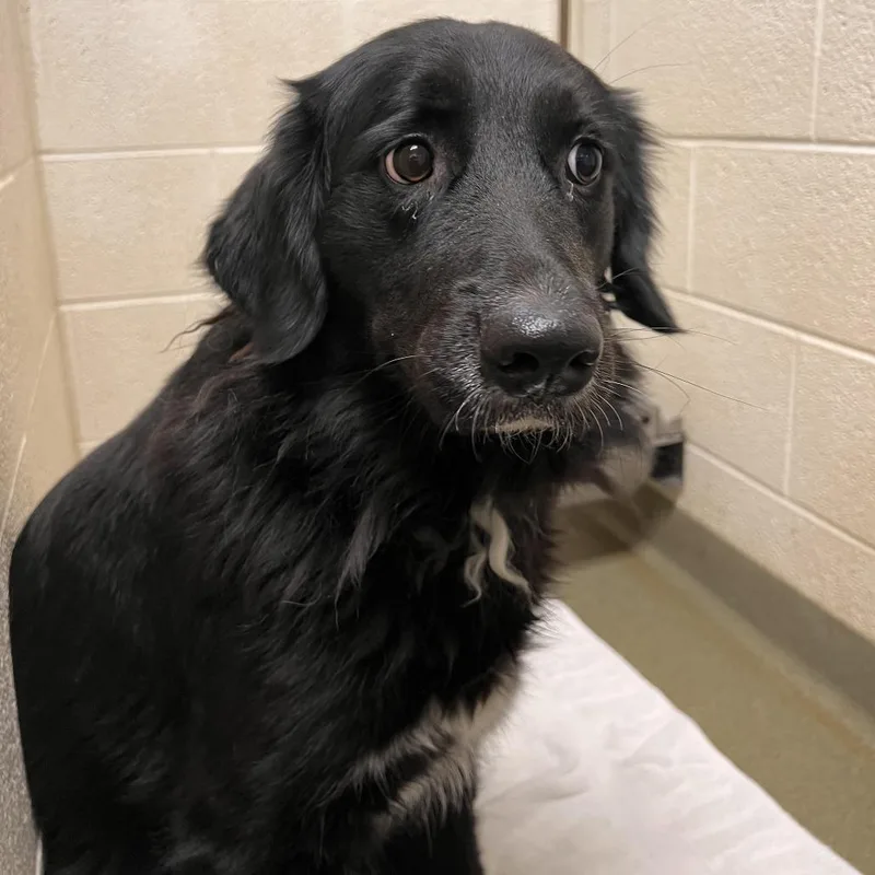 A young small-sized female Black Labrador Retriever dog named Nessi for adoption in Harrisonburg, VA
