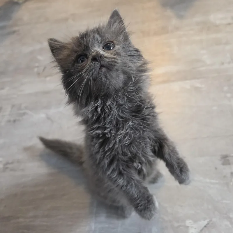 A baby medium-sized female Domestic Long Hair cat named Sadie for adoption in Saint Paul, MN