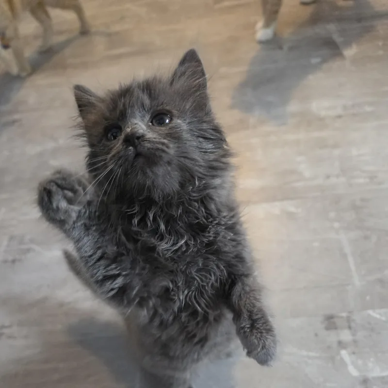Sadie thumbnail 2