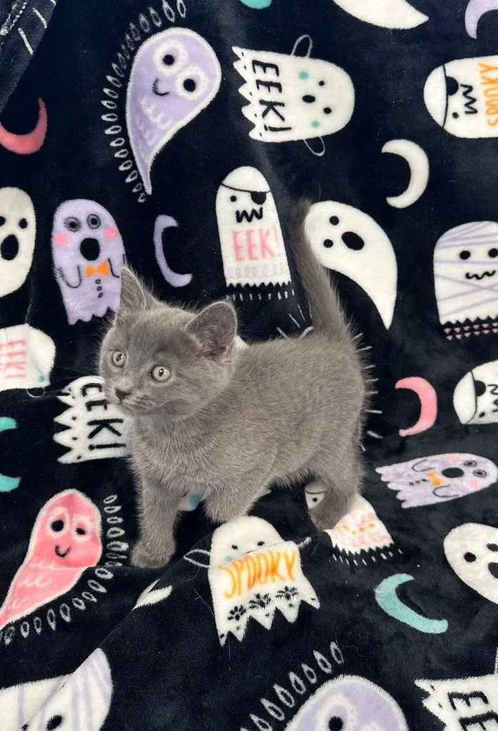 A baby medium-sized female Domestic Short Hair cat named Sonia Kaspbrak for adoption in Newberg, OR