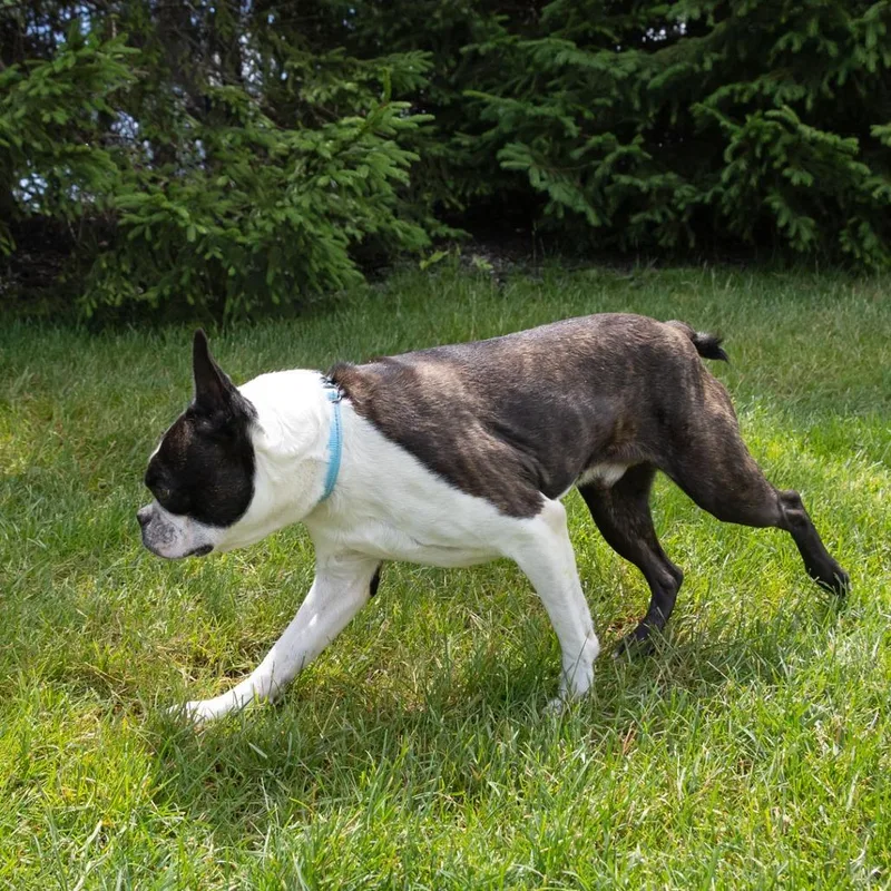 An adult medium-sized male Black Boston Terrier dog named Bosty for adoption in Erie, PA