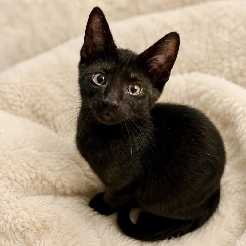 A baby medium-sized male Black Domestic Short Hair cat named Aries & Orion for adoption in Brierfield, AL