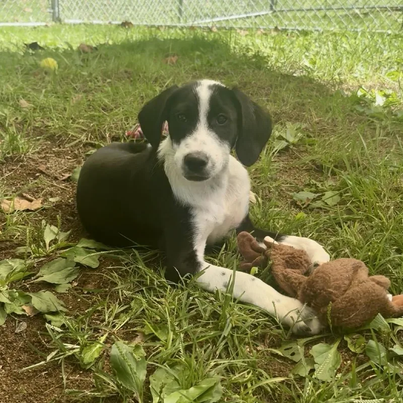 A baby medium-sized male Black Bluetick Coonhound dog named Taco for adoption in Fairmont, WV