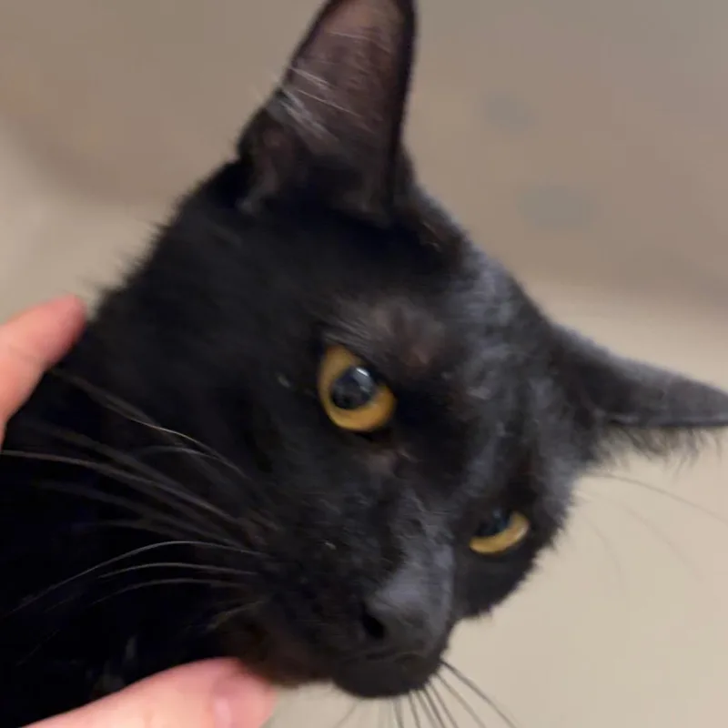 An adult medium-sized female Black Domestic Short Hair cat named Greta for adoption in Zanesville, OH