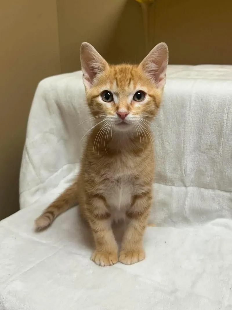 A baby medium-sized male Tabby (Orange / Red) Domestic Short Hair cat named Taurus for adoption in Maryville, MO