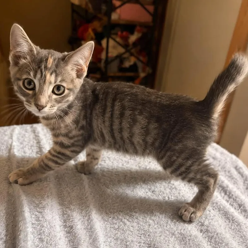 A baby medium-sized female Domestic Short Hair cat named Deanna Troi for adoption in Springfield, MO