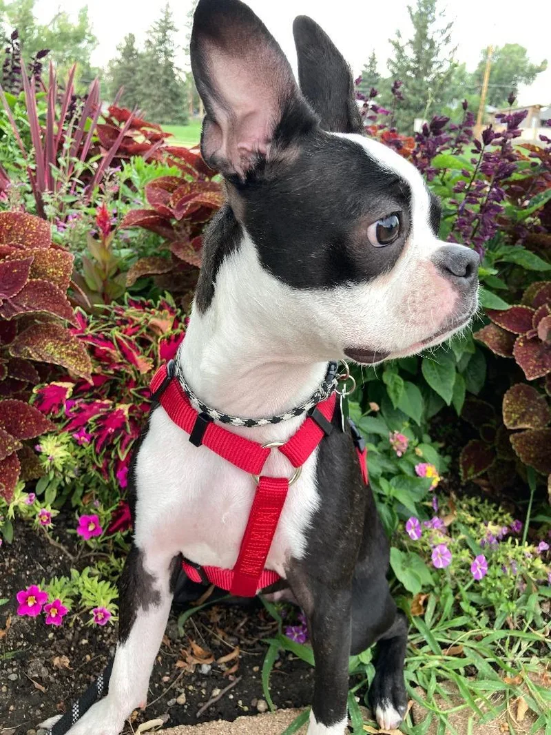 Hudson in CO thumbnail 6