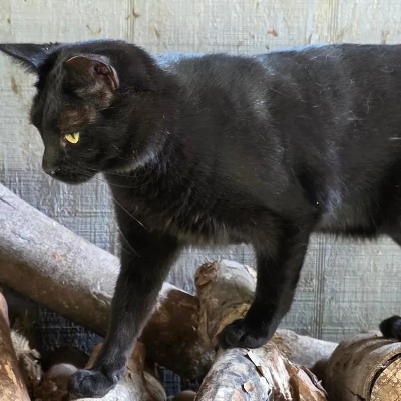 Braelynn thumbnail 4