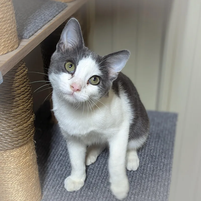 A young medium-sized male Gray & White Domestic Short Hair cat named Bagel for adoption in Griffith, IN