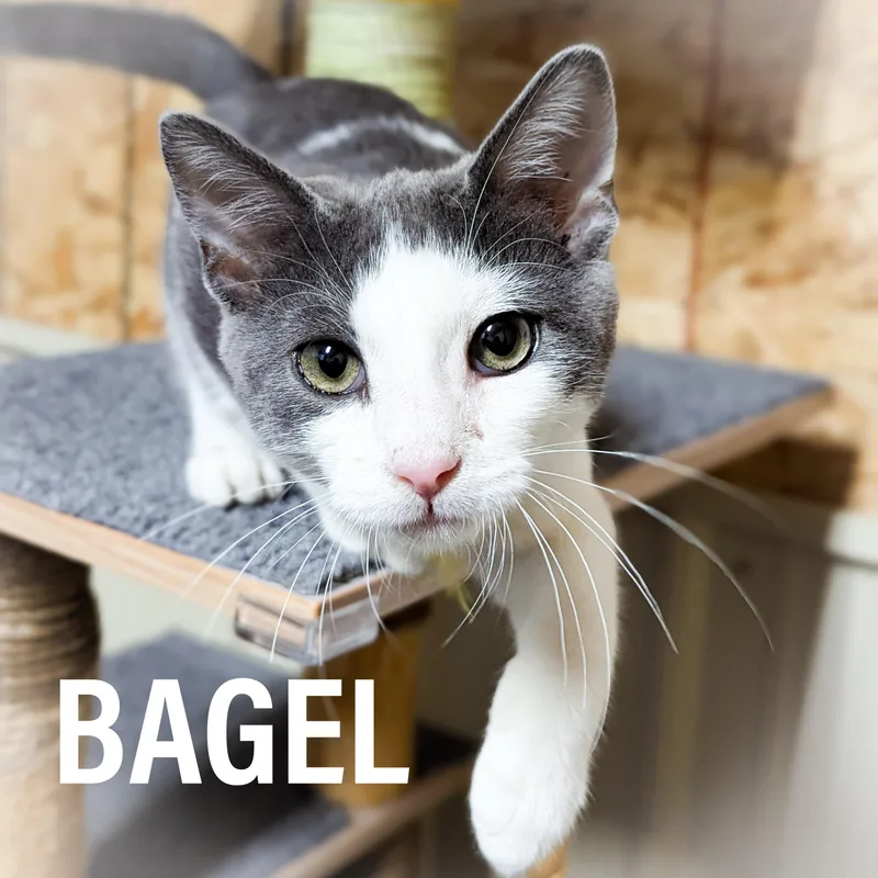 Bagel thumbnail 3