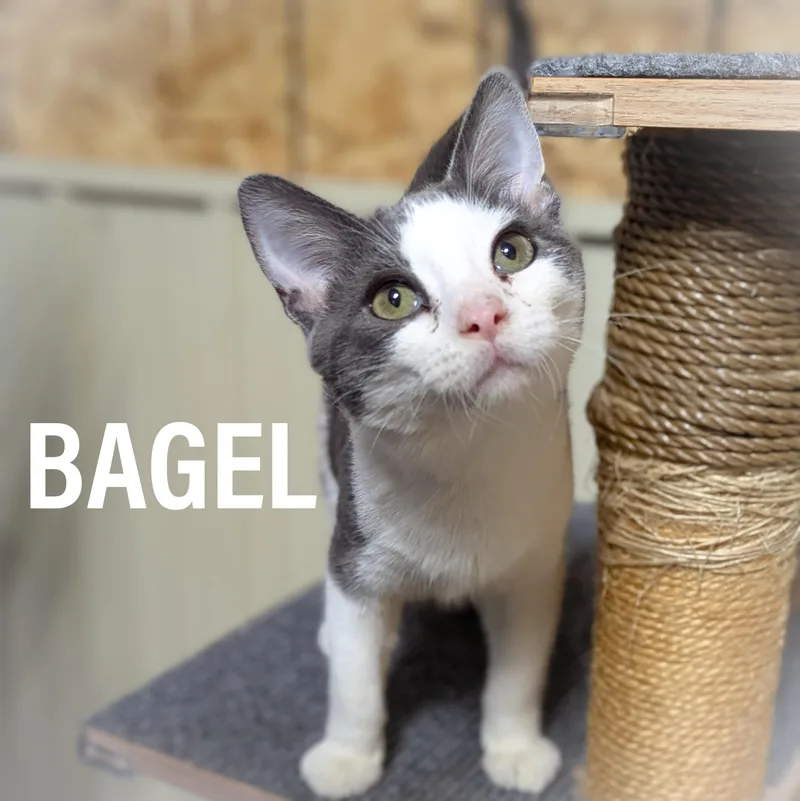 Bagel thumbnail 4