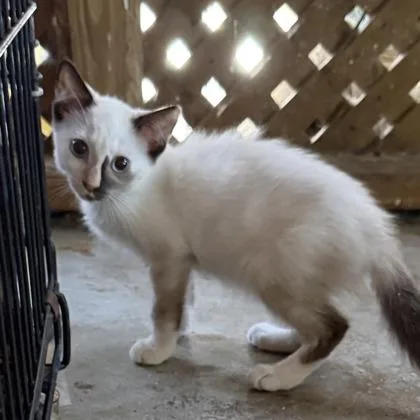 A baby small-sized female Siamese cat named Sierra for adoption in West Chester, PA