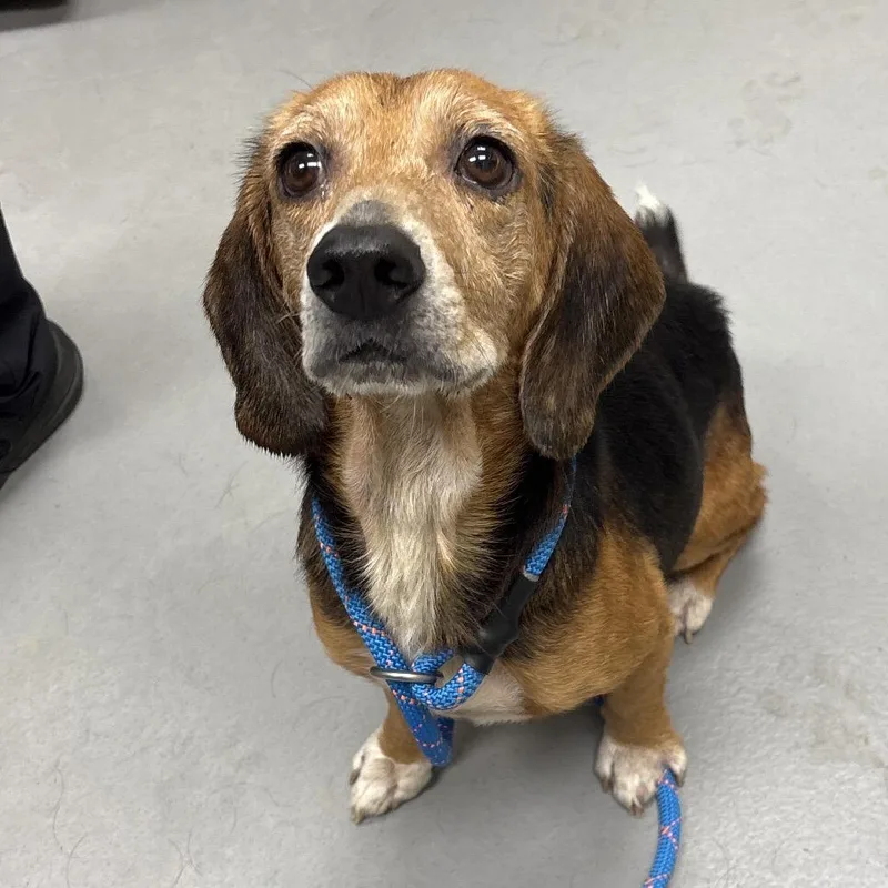 A senior small-sized male Beagle dog named strayEugeniaAvenue for adoption in Columbus, GA