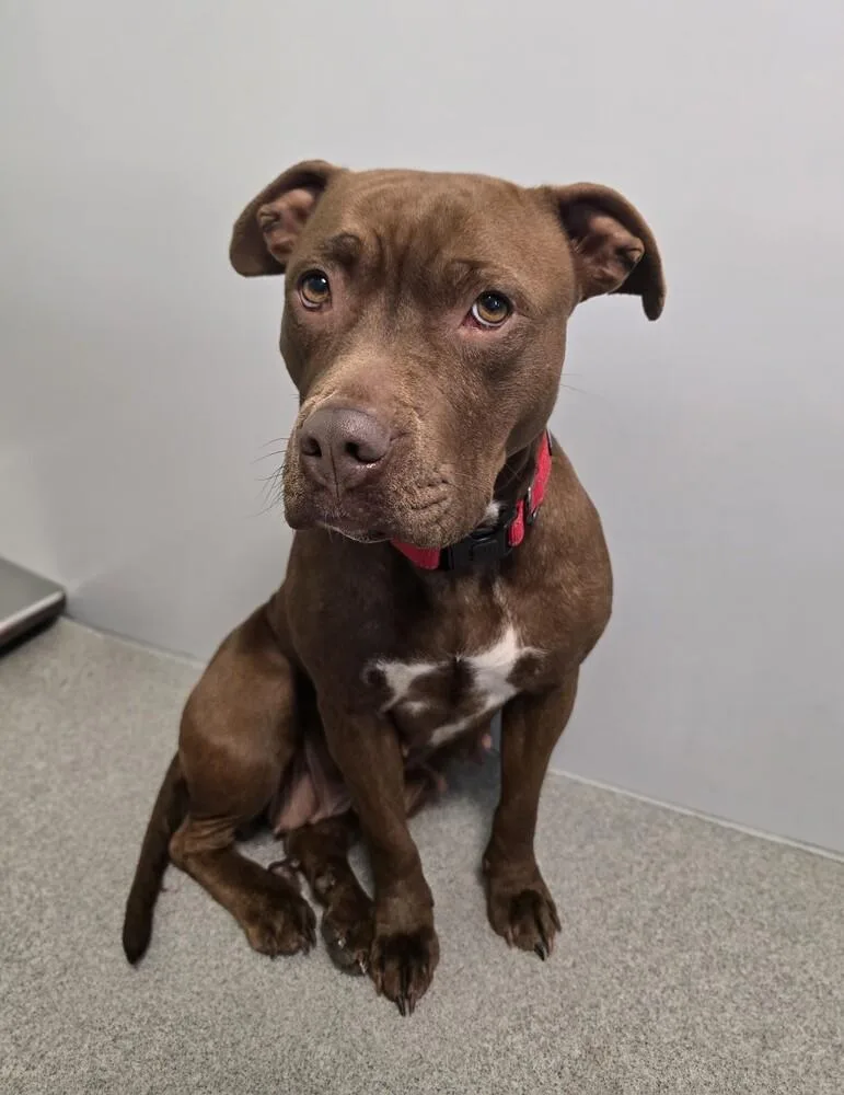 A young medium-sized female American Staffordshire Terrier dog named Bagel for adoption in Wellington, KS
