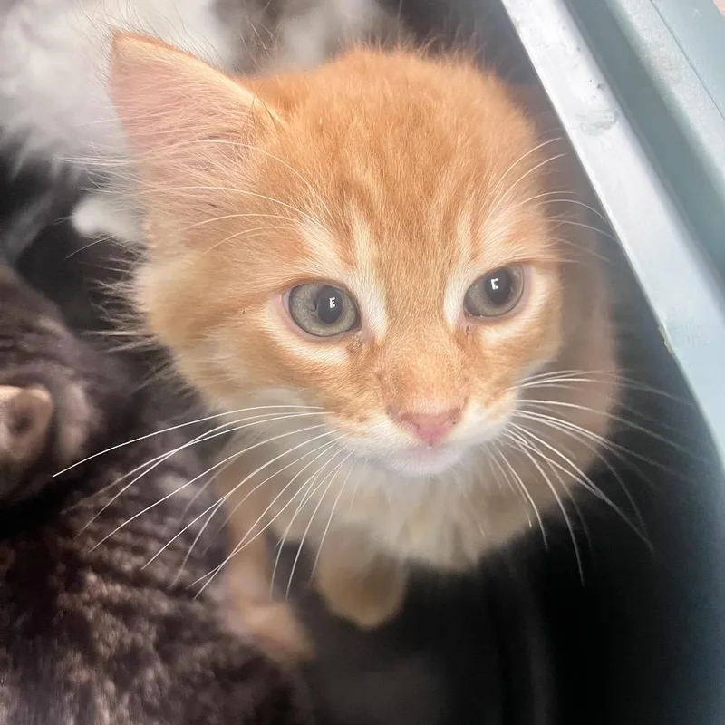 A baby small-sized male Orange / Red Domestic Long Hair cat named Ron Weasley for adoption in Charleston, WV