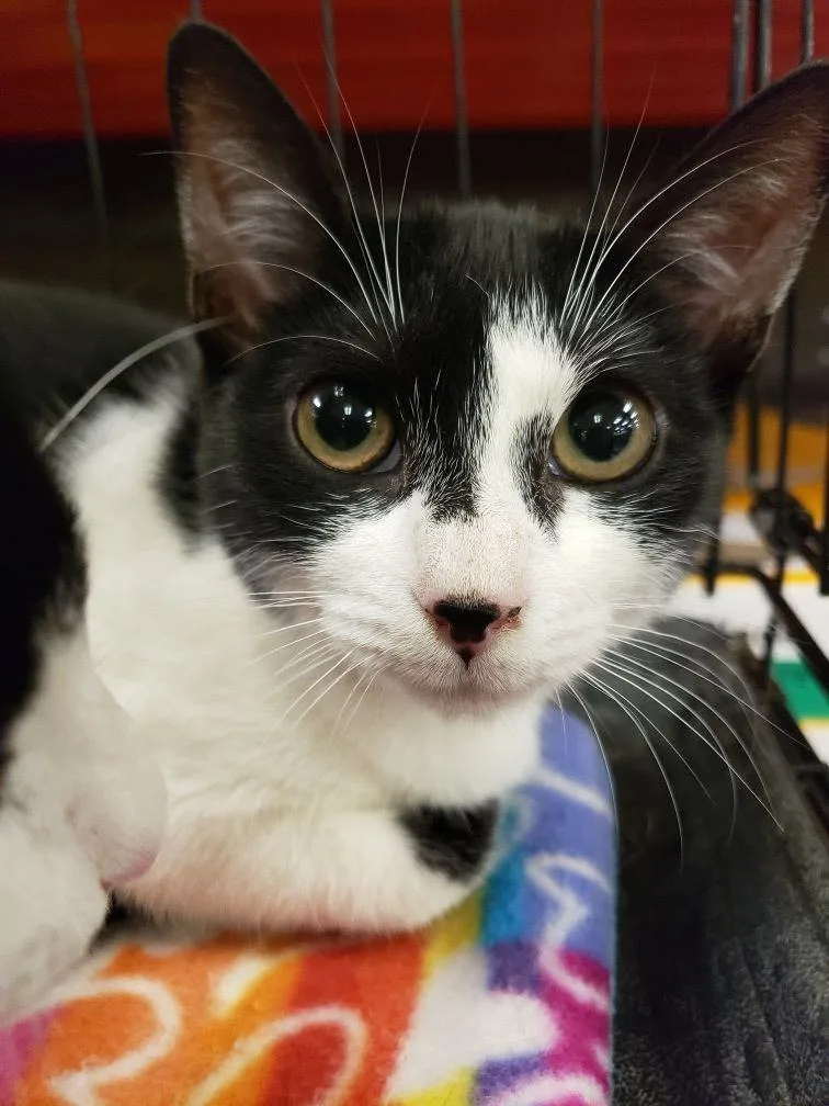 A young medium-sized female Domestic Short Hair cat named Felicity for adoption in East Orange, NJ