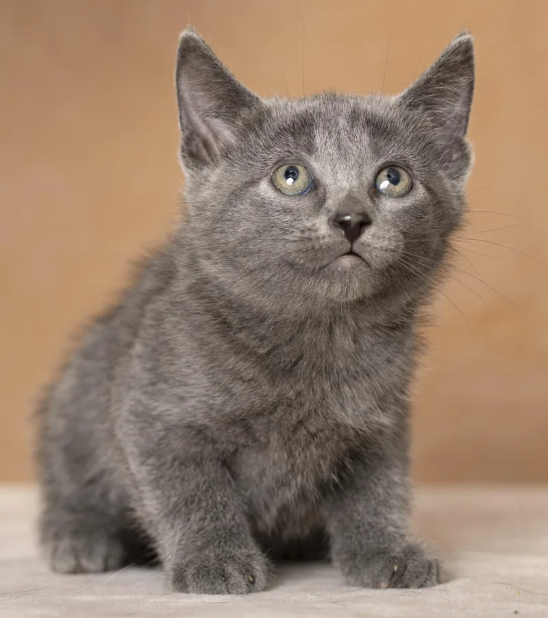 A baby medium-sized female Gray / Blue / Silver Domestic Short Hair cat named Flo for adoption in Chicago, IL