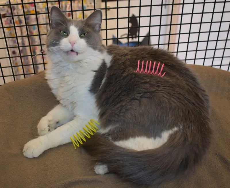 An adult medium-sized female Domestic Medium Hair cat named Pinkie for adoption in Peoria, AZ