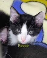 A baby small-sized female Black & White / Tuxedo Domestic Short Hair cat named Reese for adoption in Moline, IL
