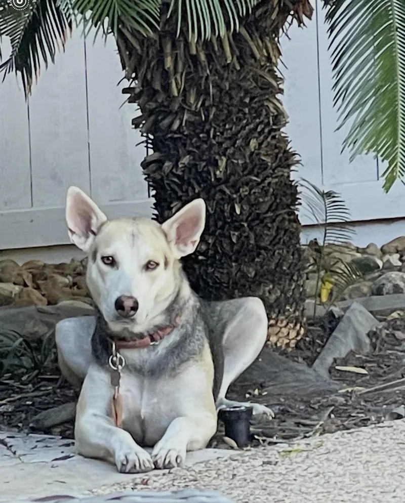 A young large-sized female Tricolor (Brown, Black, & White) German Shepherd Dog dog named Spice for adoption in Humble, TX