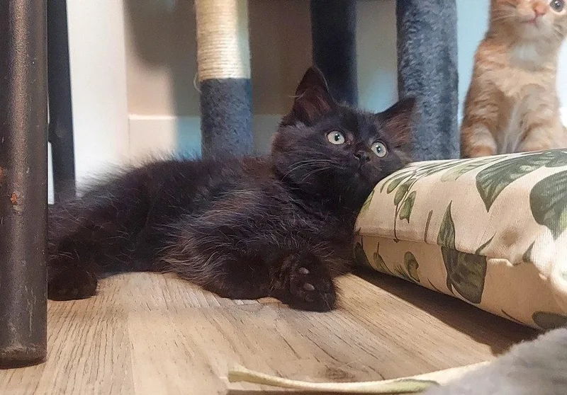 A baby medium-sized male Maine Coon cat named Luca for adoption in Flint Hill, VA