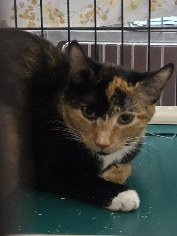 An adult small-sized female Domestic Short Hair cat named Odyssey for adoption in Salisbury, MD