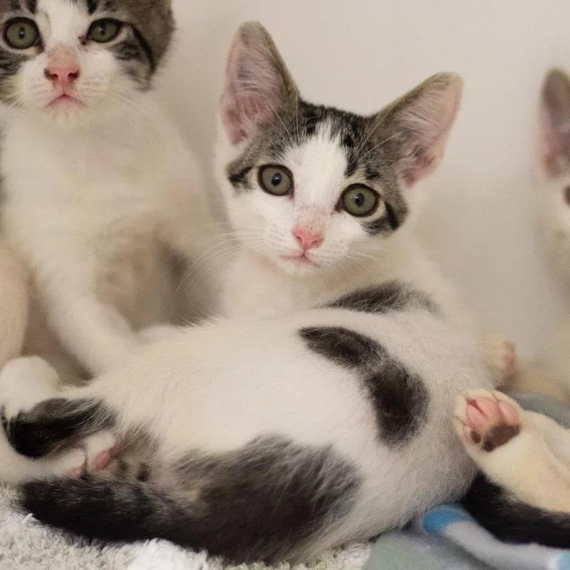 A baby small-sized female Domestic Short Hair cat named Cookie Dough for adoption in Cumming, GA