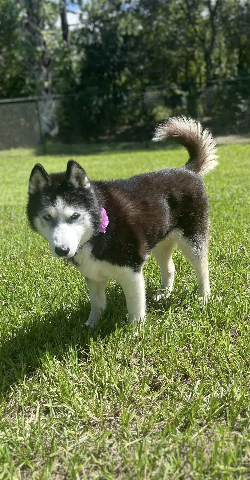 A senior medium-sized female White / Cream Siberian Husky dog named Shadow for adoption in Palm City, FL
