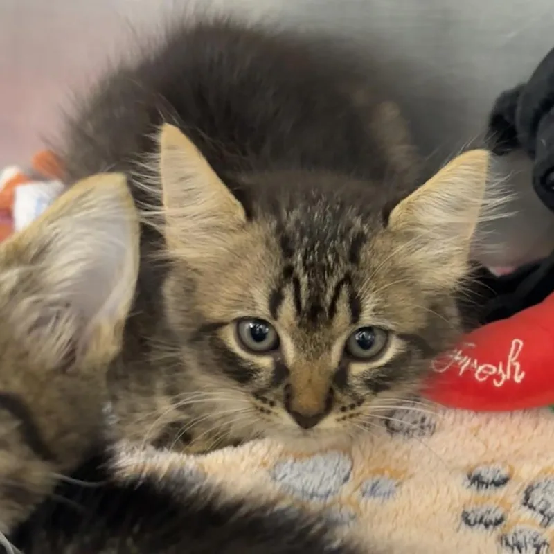 A baby small-sized female Domestic Short Hair cat named Kimi for adoption in West Palm Beach, FL