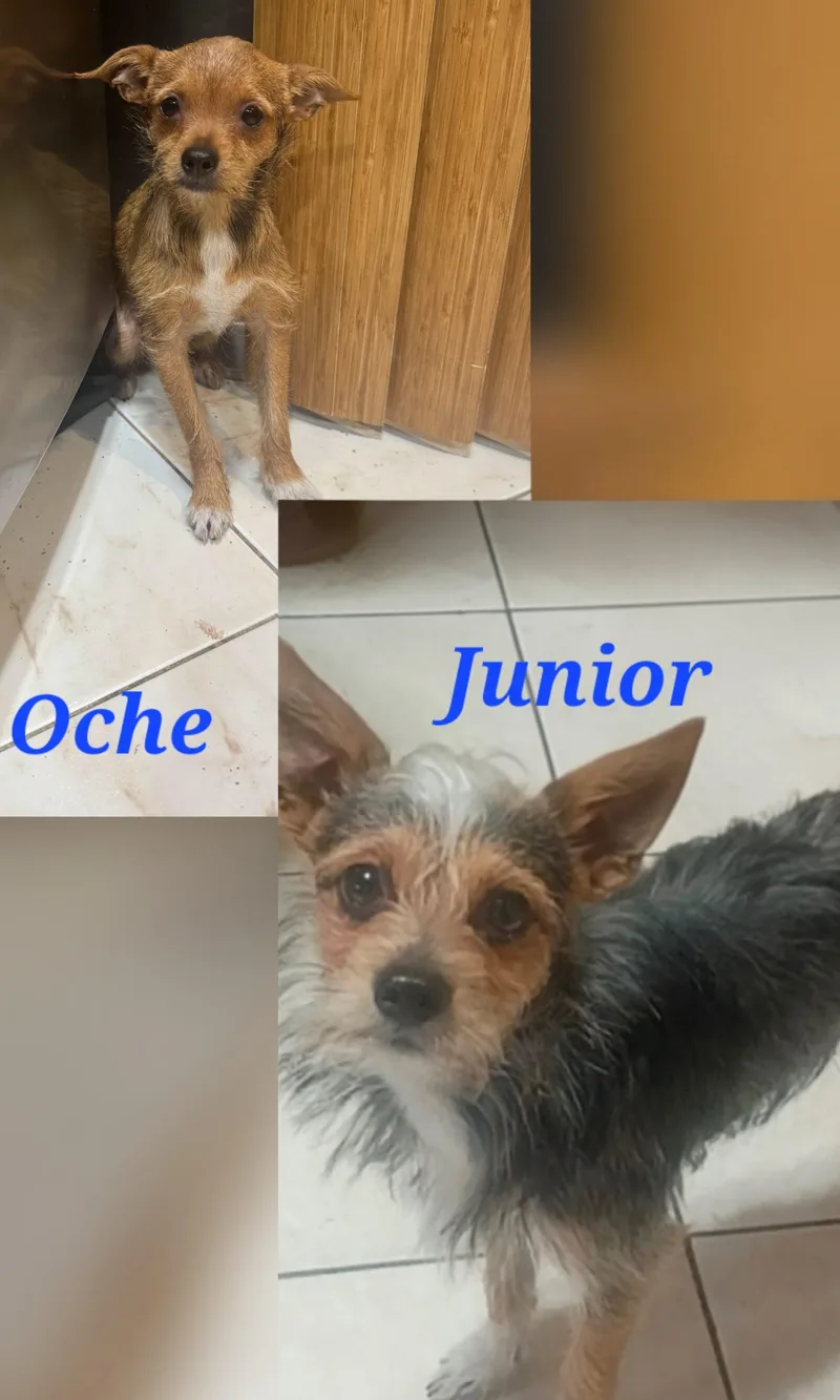Oche & Junior