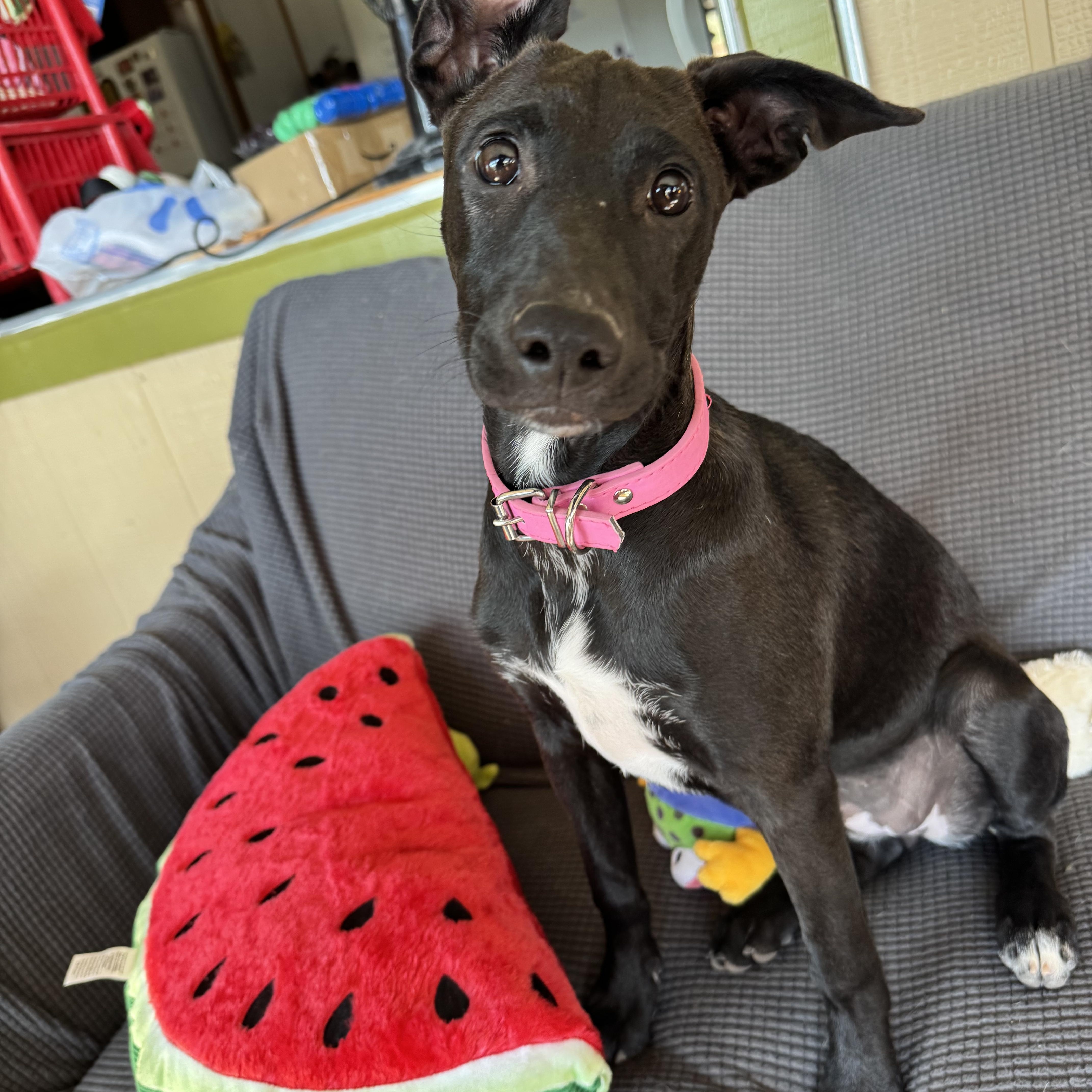 A baby medium-sized female Labrador Retriever dog named Janet for adoption in Williamsburg, NM