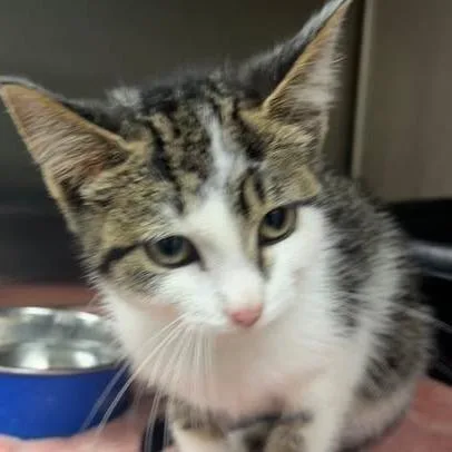 A baby small-sized female White Domestic Short Hair cat named Missy for adoption in Washington, DC