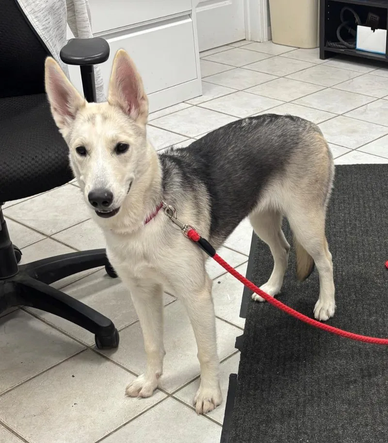 A baby medium-sized female German Shepherd Dog dog named Piper for adoption in Hastings, MI
