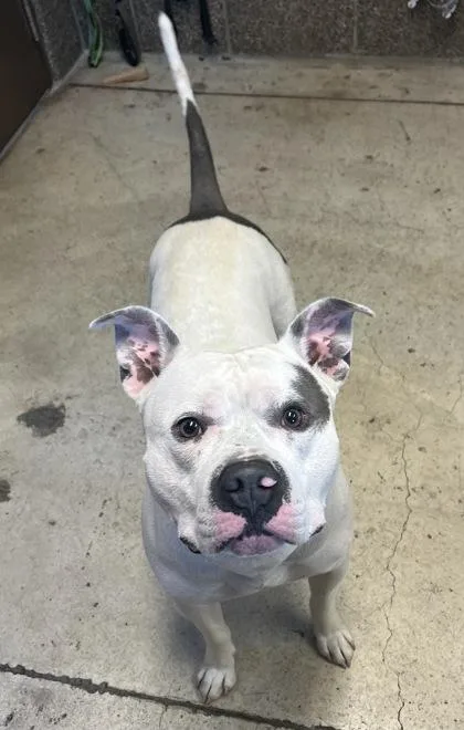 An adult large-sized male Pit Bull Terrier dog named Trigger for adoption in Eugene, OR