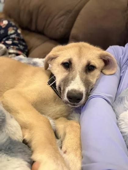 A young small-sized male German Shepherd Dog dog named B Goofy for adoption in North Charleston, SC