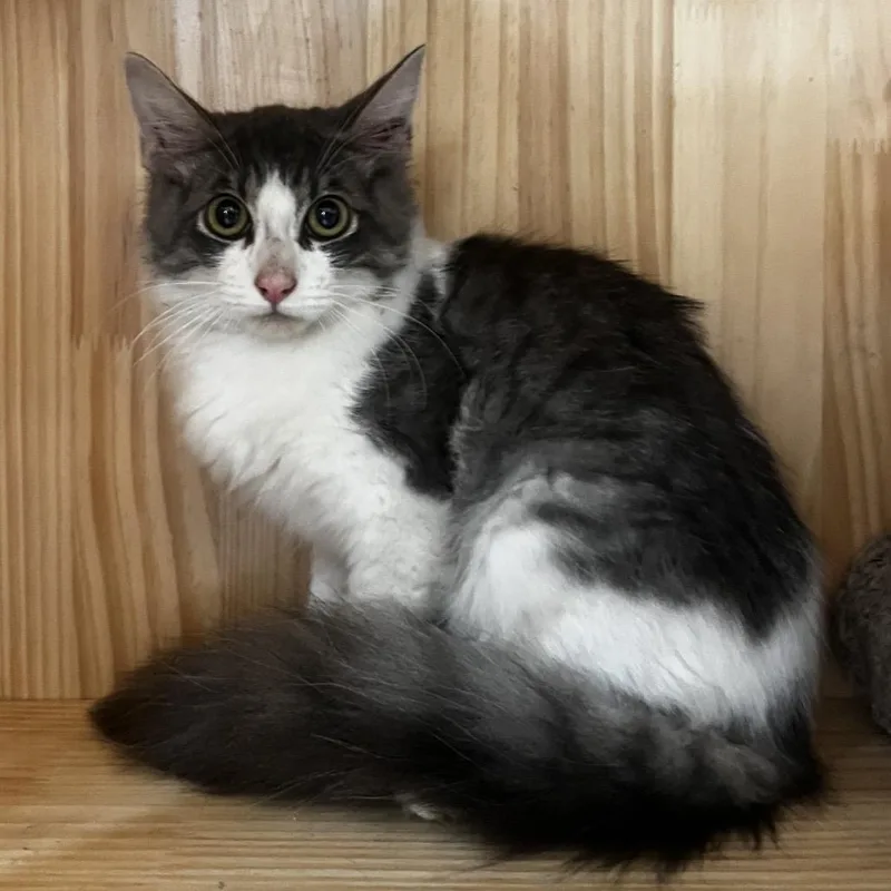 A baby small-sized male White Domestic Medium Hair cat named Ducky for adoption in Yucca Valley, CA