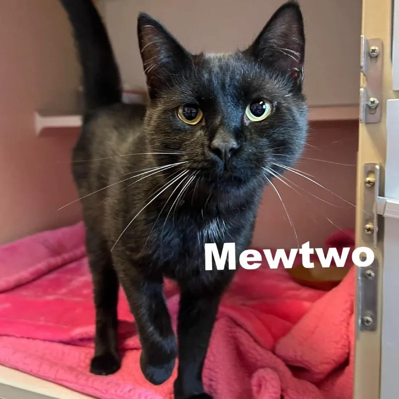 Mewtwo