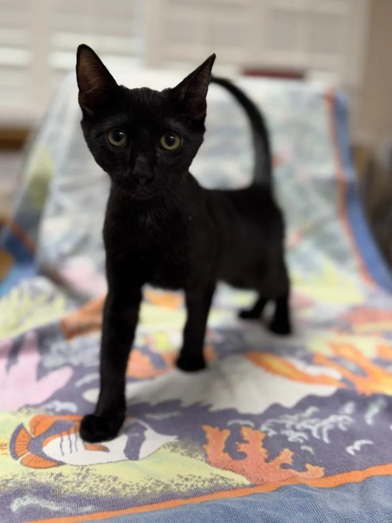 A baby medium-sized male Domestic Short Hair cat named Poker for adoption in Vacaville, CA