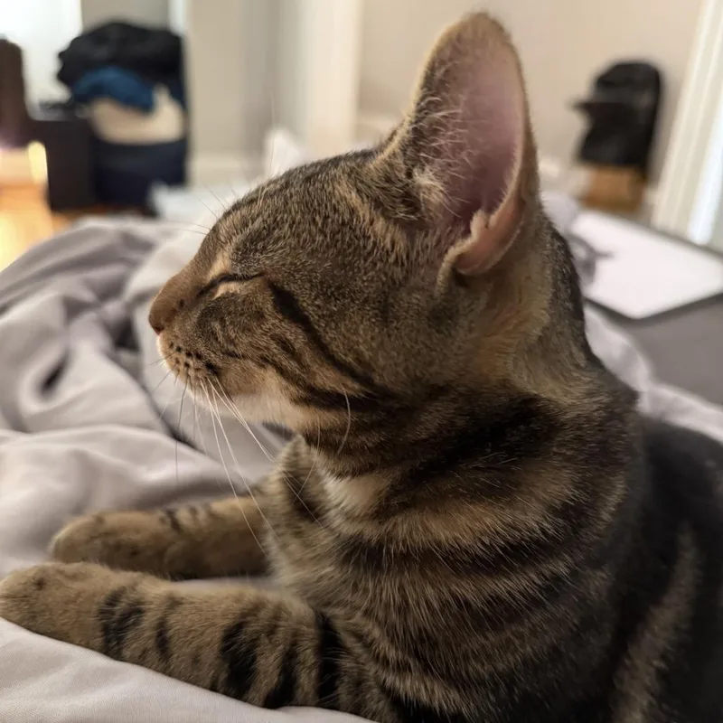 A young medium-sized male Brown / Chocolate Domestic Short Hair cat named Maverick for adoption in Fairfax Station, VA