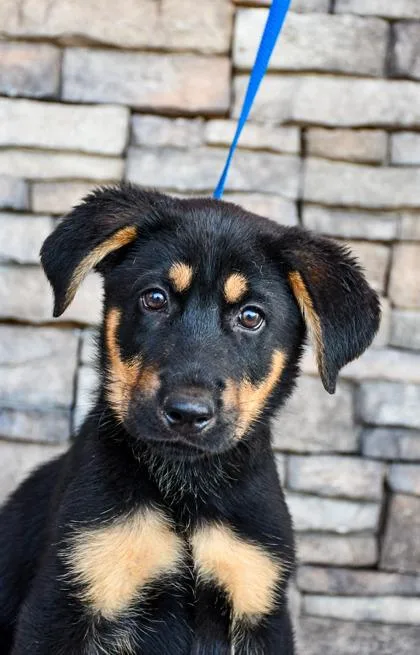 A baby large-sized male Labrador Retriever dog named Malachite for adoption in Yakima, WA