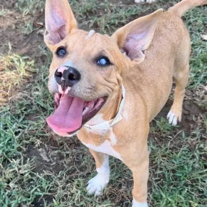 A baby large-sized male Australian Shepherd dog named Alfalfa for adoption in Morton Grove, IL