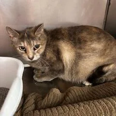 An adult small-sized female Tortoiseshell Domestic Short Hair cat named Misty for adoption in Grinnell, IA