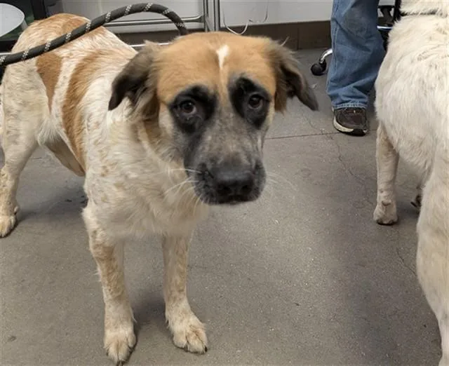 A young small-sized female Australian Shepherd dog named Casey for adoption in Tucson, AZ