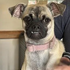 A young small-sized female Yellow / Tan / Blond / Fawn Pug dog named Pippa for adoption in Green Valley, AZ