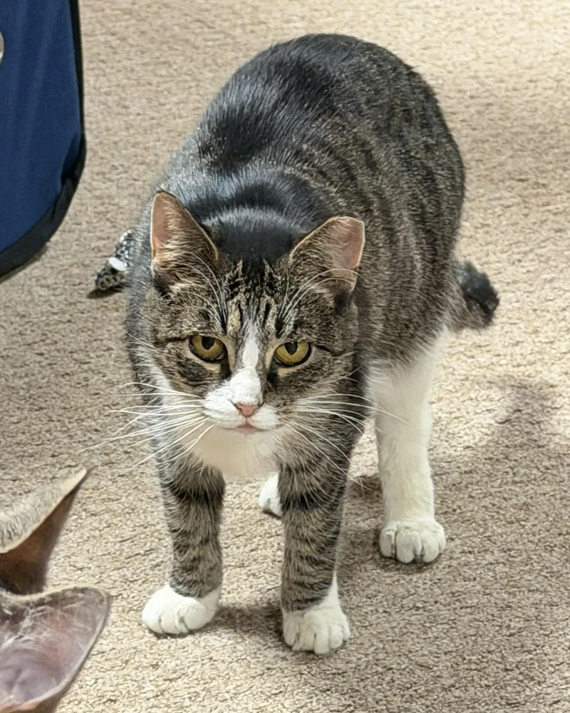 Blue Bell thumbnail 2