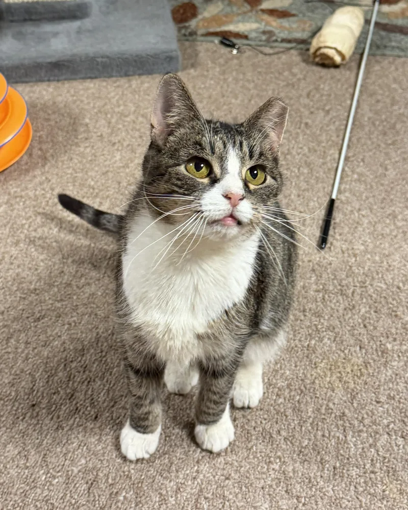 Blue Bell thumbnail 3