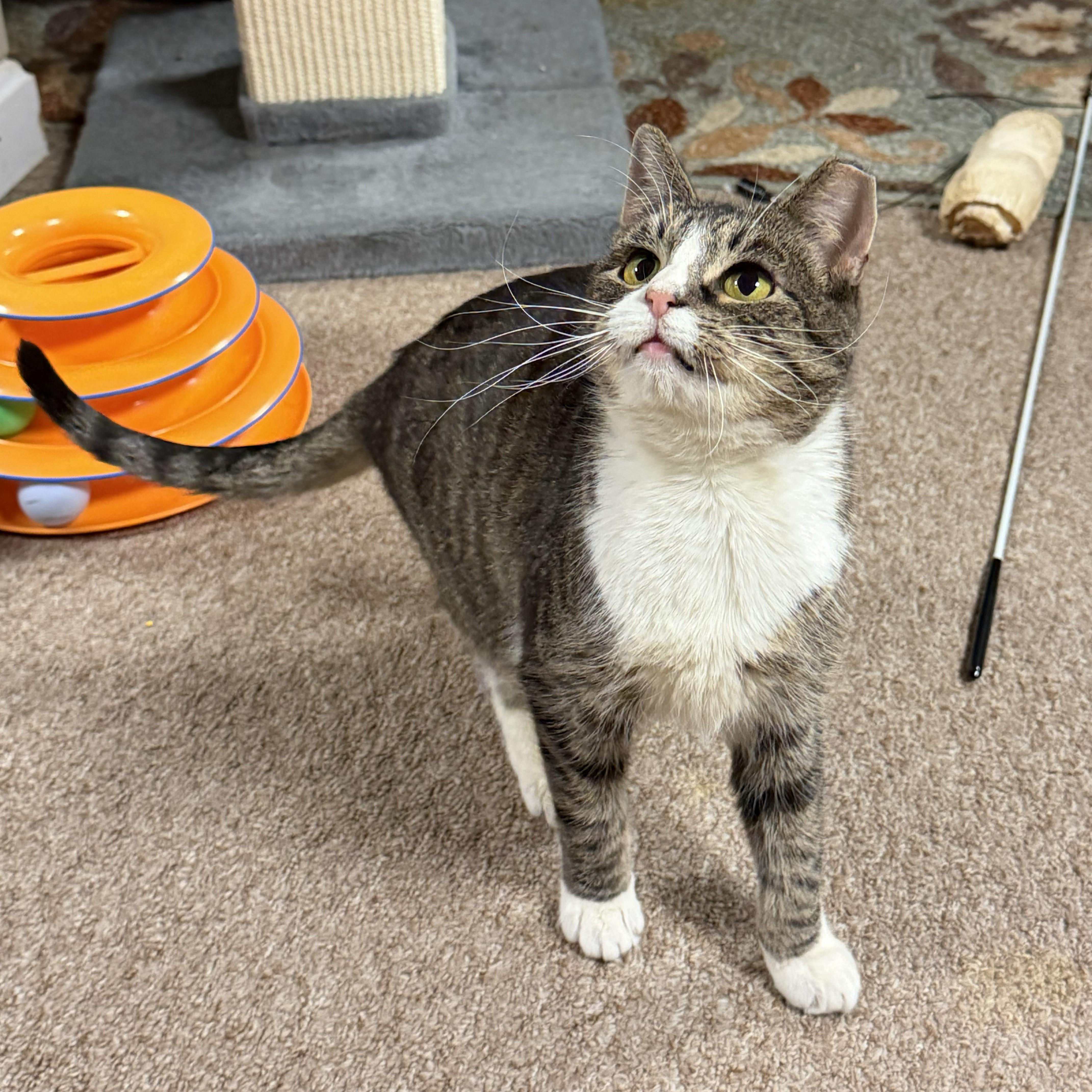 Blue Bell thumbnail 4