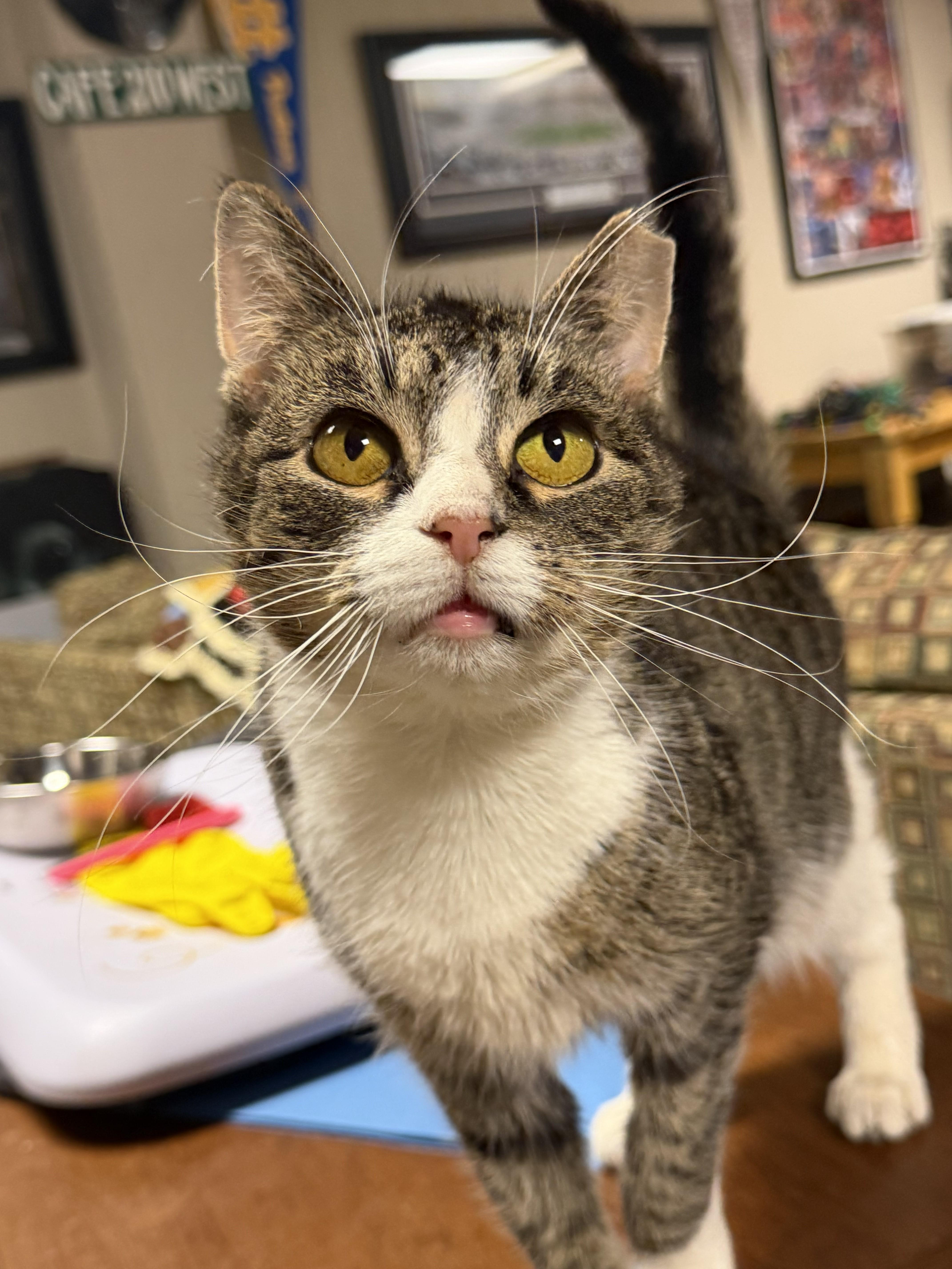 Blue Bell thumbnail 5