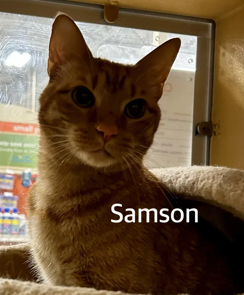An adult medium-sized male Tabby (Orange / Red) Domestic Short Hair cat named Sampson for adoption in Owasso, OK
