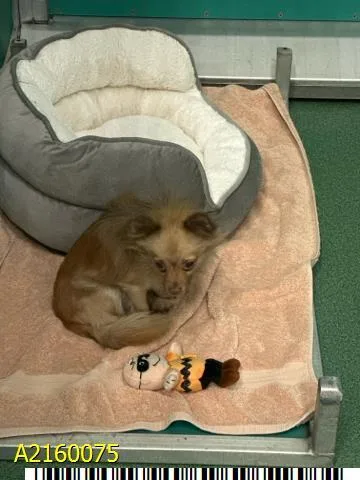 An adult small-sized male Mixed Breed dog named Hacker for adoption in West Palm Beach, FL